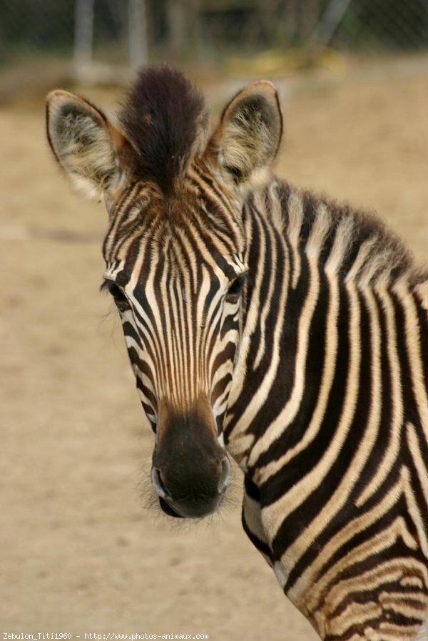 Photo de Zebre