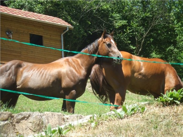 Photo de Quarter horse