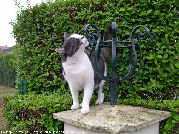 Photo de Chat domestique