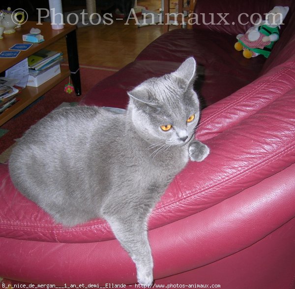 Photo de Chartreux