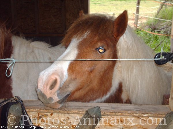 Photo de Shetland