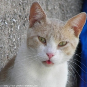 Photo de Chat domestique