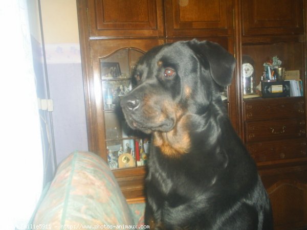 Photo de Rottweiler