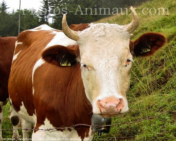 Photo de Vache