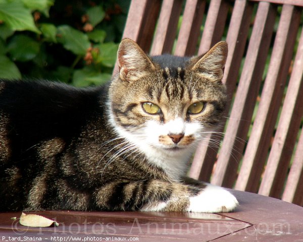 Photo de Chat domestique