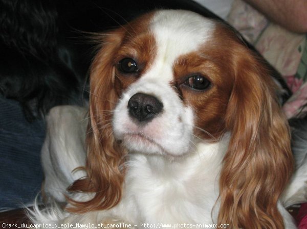 Photo de Cavalier king charles spaniel