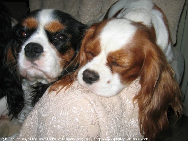 Photo de Cavalier king charles spaniel