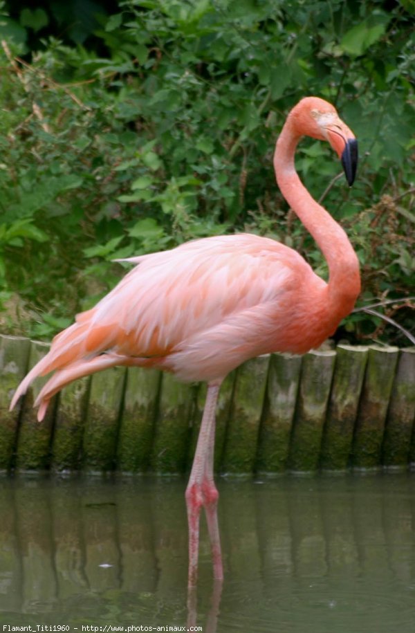 Photo de Flamand rose