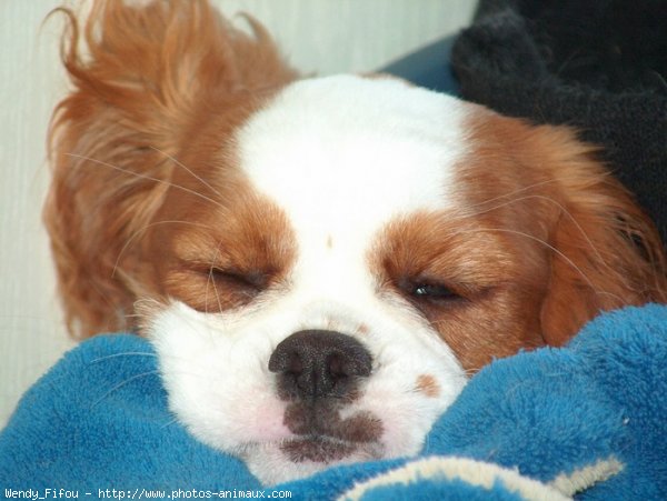 Photo de Cavalier king charles spaniel