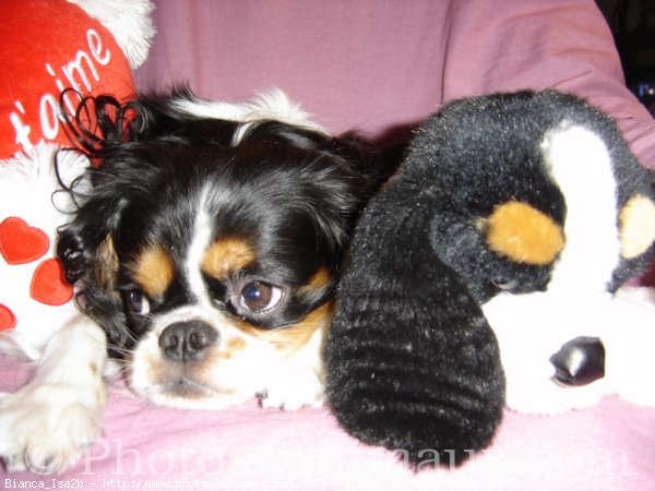 Photo de Cavalier king charles spaniel