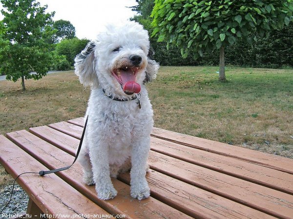 Photo de Caniche moyen