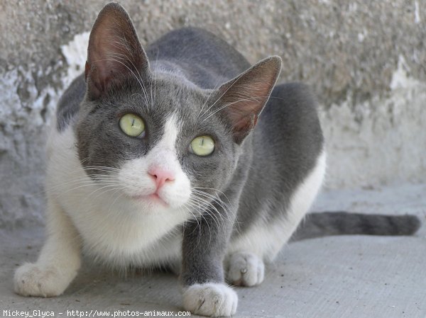 Photo de Chat domestique