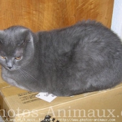 Photo de Chartreux