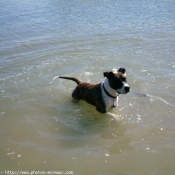 Photo d'American staffordshire terrier