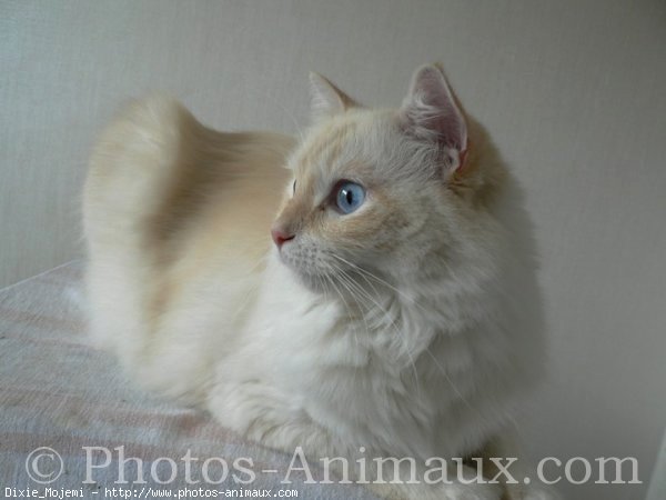 Photo de Ragdoll