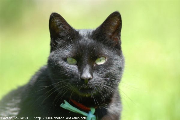 Photo de Chat domestique