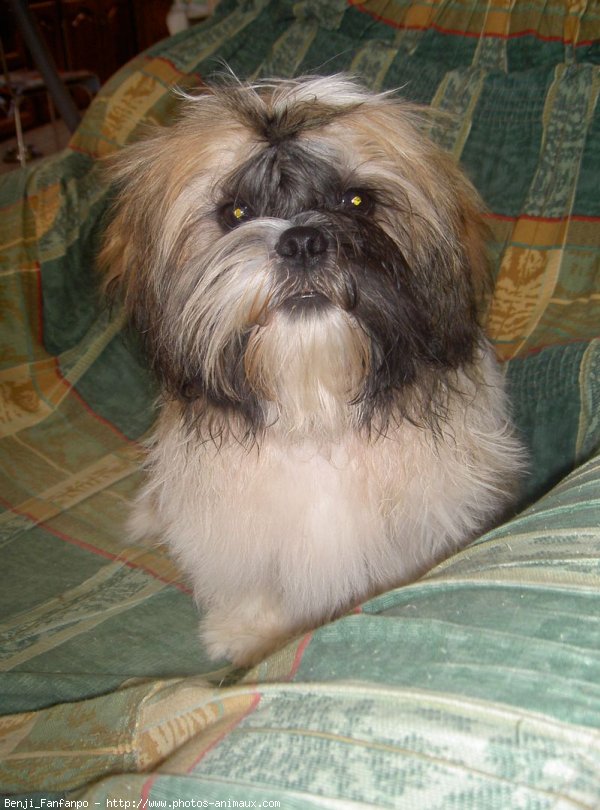 Photo de Shih tzu