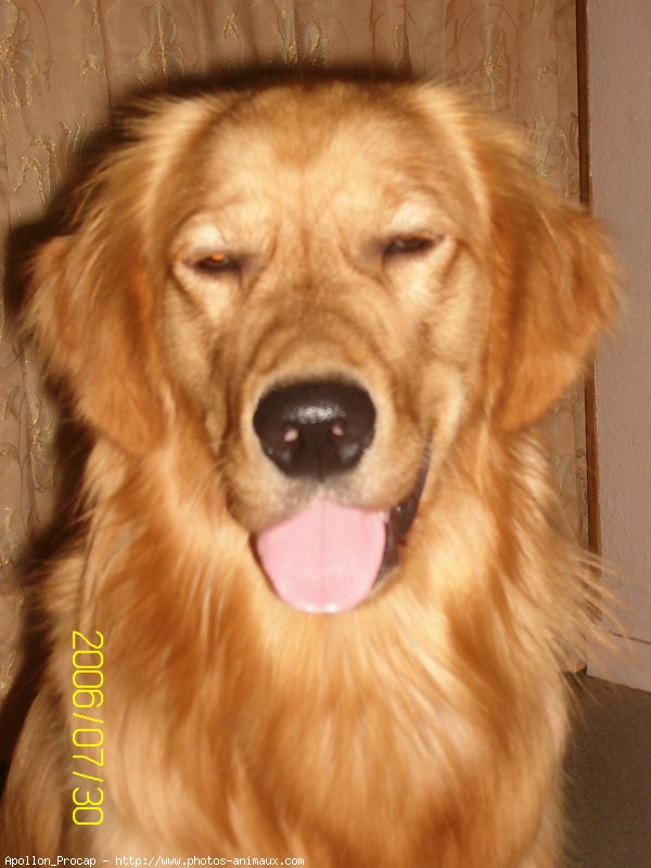 Photo de Golden retriever