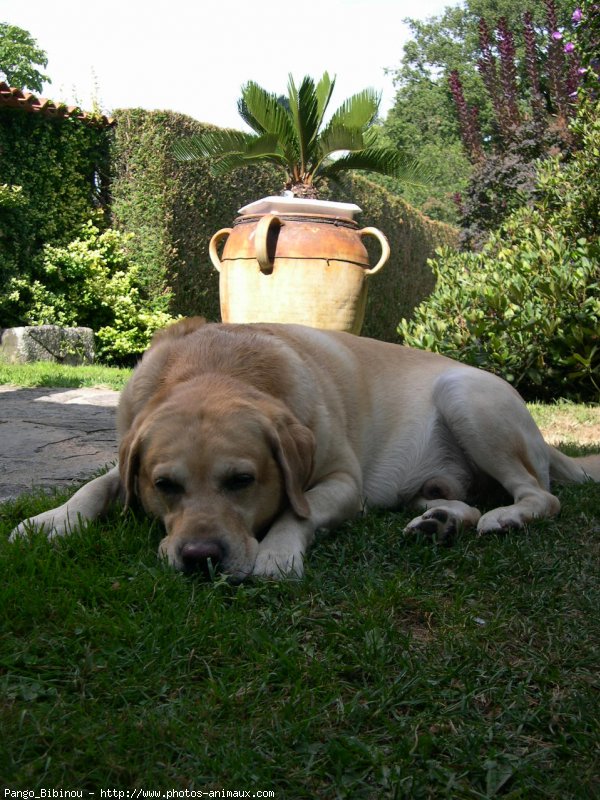 Photo de Labrador retriever