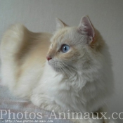 Photo de Ragdoll