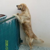 Photo de Golden retriever