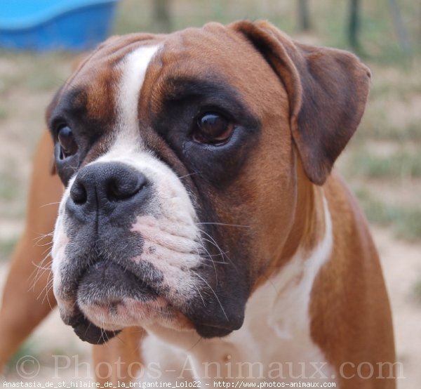 Photo de Boxer