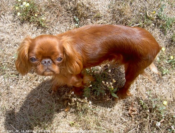 Photo de King charles spaniel