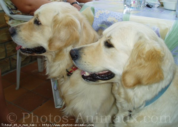 Photo de Golden retriever