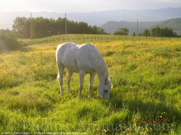 Photo d'Arabe