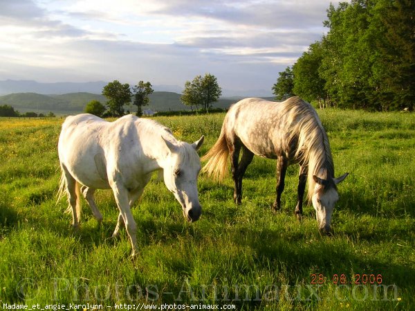 Photo de Races diffrentes