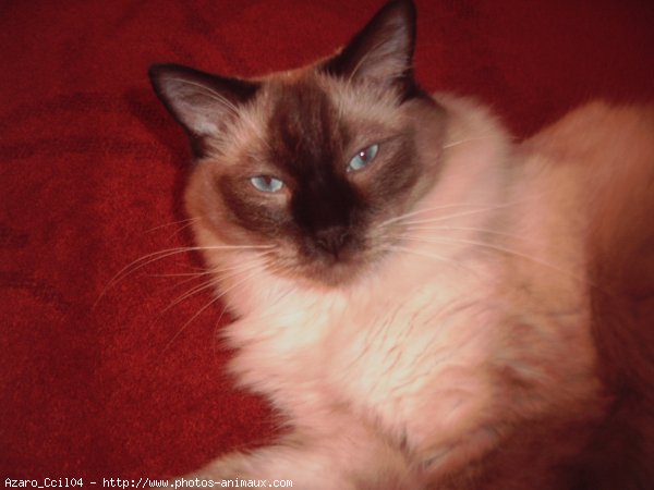 Photo de Ragdoll