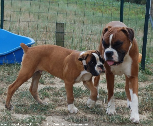 Photo de Boxer