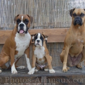 Photo de Boxer