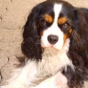 Photo de Cavalier king charles spaniel