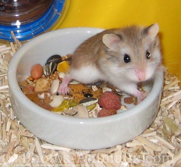 Photo de Hamster