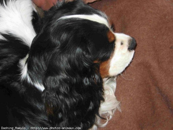 Photo de Cavalier king charles spaniel