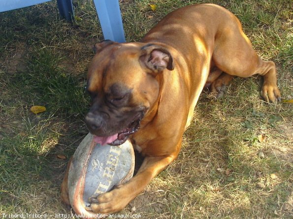 Photo de Boxer