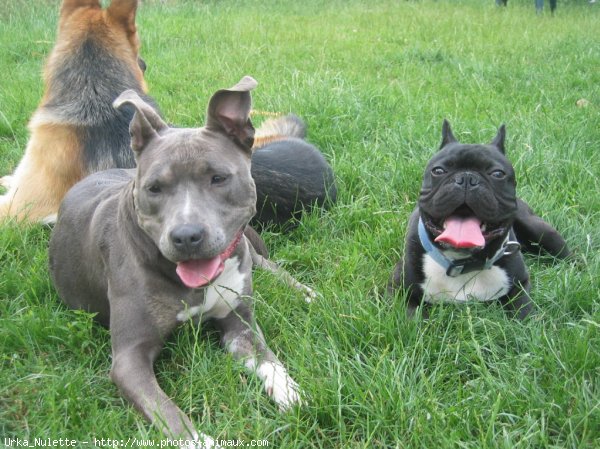 Photo d'American staffordshire terrier