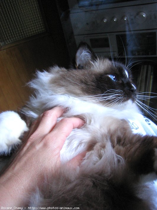 Photo de Ragdoll