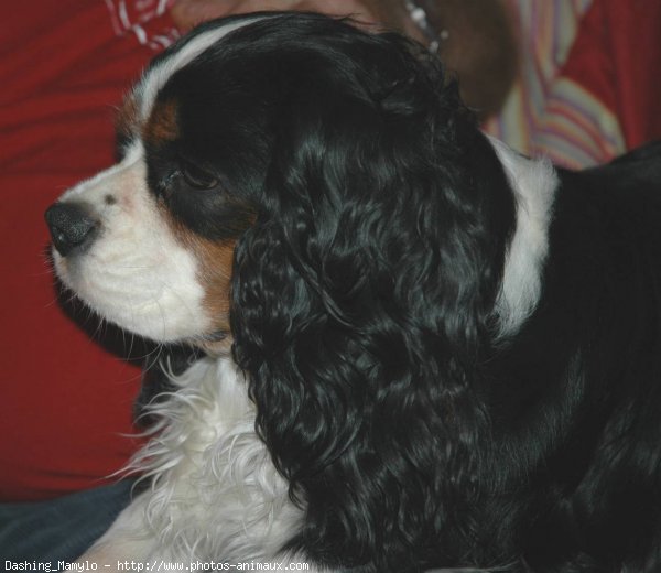 Photo de Cavalier king charles spaniel