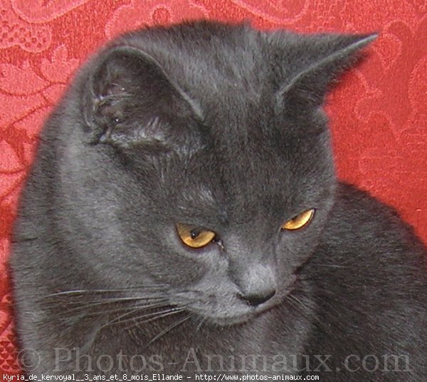 Photo de Chartreux