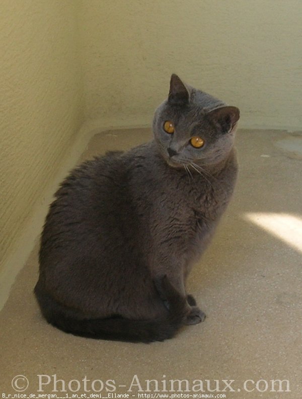 Photo de Chartreux