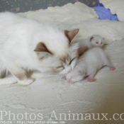 Photo de Ragdoll