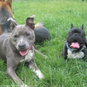 Photo d'American staffordshire terrier