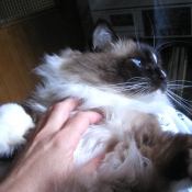 Photo de Ragdoll