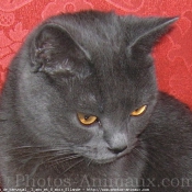 Photo de Chartreux