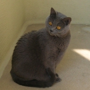 Photo de Chartreux