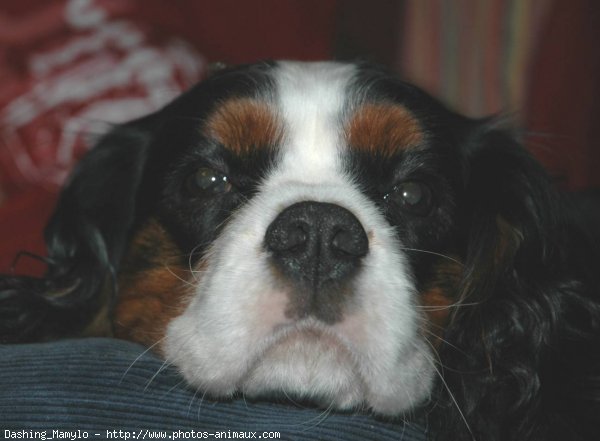 Photo de Cavalier king charles spaniel