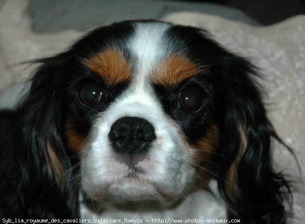 Photo de Cavalier king charles spaniel