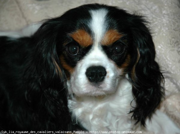 Photo de Cavalier king charles spaniel